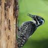 Picchio tridattilo - Three toad woodpecker (Picoides tridactylus)