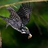 Picchio tridattilo - Three toad woodpecker (Picoides tridactylus)