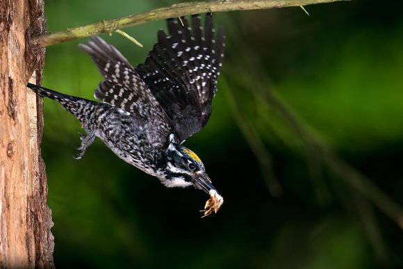 Picchio tridattilo - Three toad woodpecker (Picoides tridactylus)