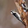 Downy woodpecker (Dryobates pubescens)