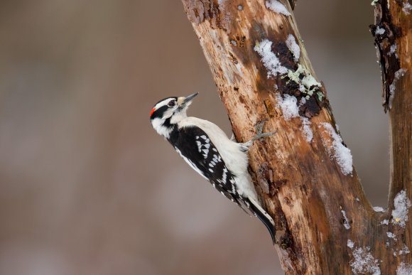 Downy woodpecker (Dryobates pubescens)