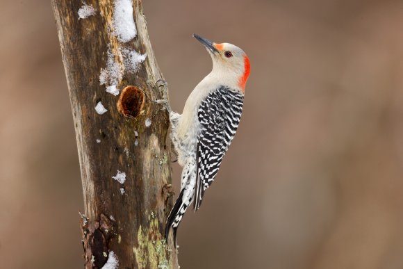 Picchio della Carolina - Red bellied woodpecker (Melanerpes carolinus)
