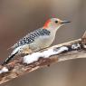 Picchio della Carolina - Red bellied woodpecker (Melanerpes carolinus)