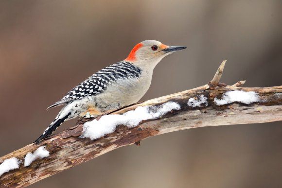 Picchio della Carolina - Red bellied woodpecker (Melanerpes carolinus)