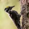 Picchio tridattilo - Three toad woodpecker (Picoides tridactylus)