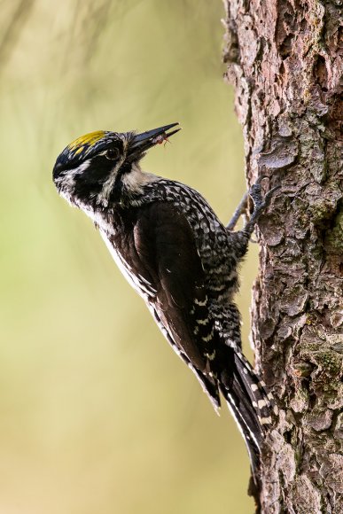 Picchio tridattilo - Three toad woodpecker (Picoides tridactylus)