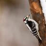 Downy woodpecker (Dryobates pubescens)