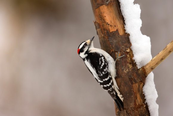 Downy woodpecker (Dryobates pubescens)