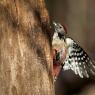 Picchio rosso mezzano - Middle spotted woodpecker (Leiopicus medius)