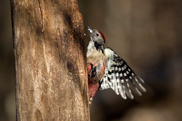 Picchio rosso mezzano - Middle spotted woodpecker (Leiopicus medius)