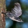 Picchio tridattilo - Three toad woodpecker (Picoides tridactylus)