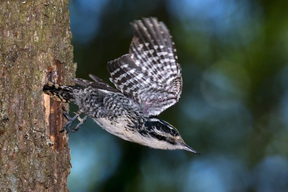 Picchio tridattilo - Three toad woodpecker (Picoides tridactylus)