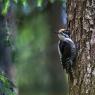 Picchio tridattilo - Three toad woodpecker (Picoides tridactylus)