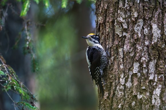 Picchio tridattilo - Three toad woodpecker (Picoides tridactylus)