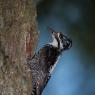 Picchio tridattilo - Three toad woodpecker (Picoides tridactylus)