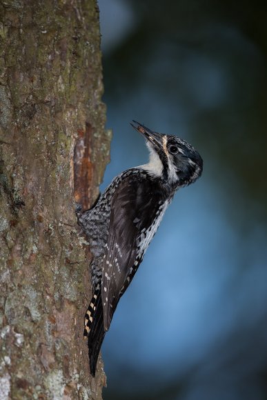 Picchio tridattilo - Three toad woodpecker (Picoides tridactylus)