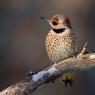 Northern flicker (Colaptes auratus)