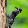 Picchio tridattilo - Three toad woodpecker (Picoides tridactylus)