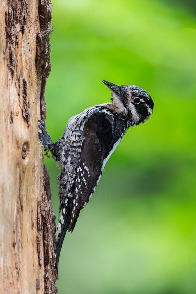 Picchio tridattilo - Three toad woodpecker (Picoides tridactylus)