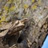 Torcicollo - Eurasian wryneck (Jynx torquilla)