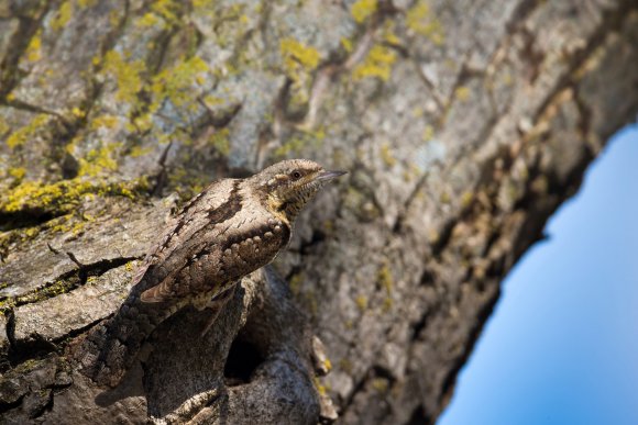 Torcicollo - Eurasian wryneck (Jynx torquilla)