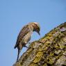 Torcicollo - Eurasian wryneck (Jynx torquilla)