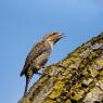 Torcicollo - Eurasian wryneck (Jynx torquilla)