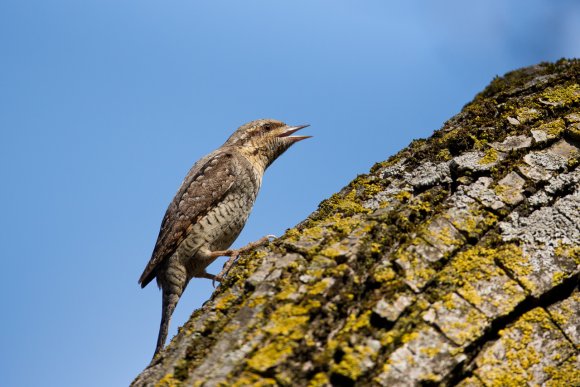 Torcicollo - Eurasian wryneck (Jynx torquilla)