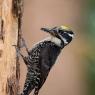 Picchio tridattilo - Three toad woodpecker (Picoides tridactylus)