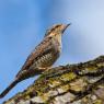 Torcicollo - Eurasian wryneck (Jynx torquilla)