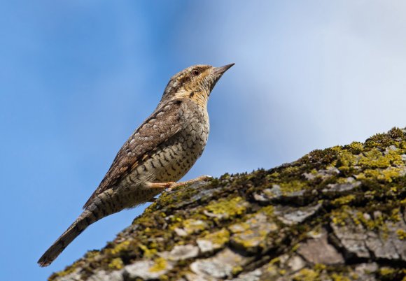 Torcicollo - Eurasian wryneck (Jynx torquilla)