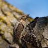 Torcicollo - Eurasian wryneck (Jynx torquilla)