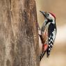 Picchio rosso mezzano - Middle spotted woodpecker (Leiopicus medius)