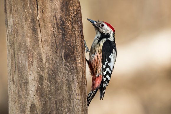 Picchio rosso mezzano - Middle spotted woodpecker (Leiopicus medius)