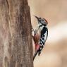 Picchio rosso mezzano - Middle spotted woodpecker (Leiopicus medius)