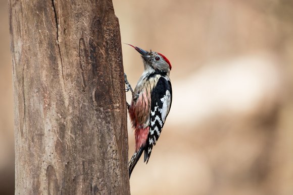 Picchio rosso mezzano - Middle spotted woodpecker (Leiopicus medius)