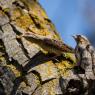 Torcicollo - Eurasian wryneck (Jynx torquilla)