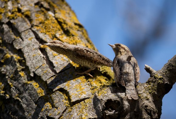 Torcicollo - Eurasian wryneck (Jynx torquilla)