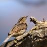 Torcicollo - Eurasian wryneck (Jynx torquilla)