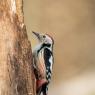 Picchio rosso mezzano - Middle spotted woodpecker (Leiopicus medius)