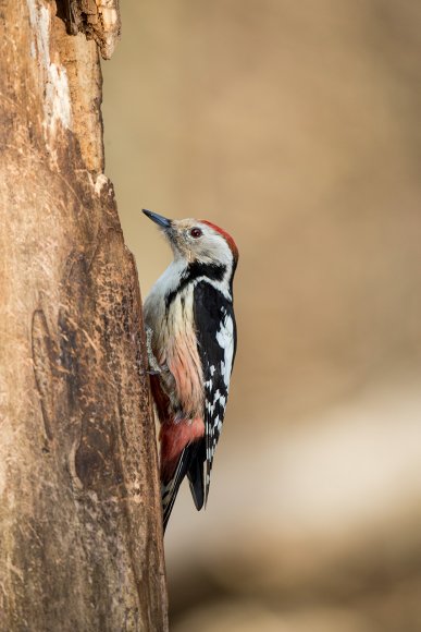 Picchio rosso mezzano - Middle spotted woodpecker (Leiopicus medius)