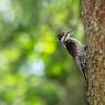 Picchio tridattilo - Three toad woodpecker (Picoides tridactylus)