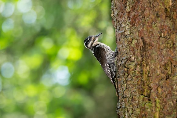 Picchio tridattilo - Three toad woodpecker (Picoides tridactylus)