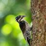 Picchio tridattilo - Three toad woodpecker (Picoides tridactylus)