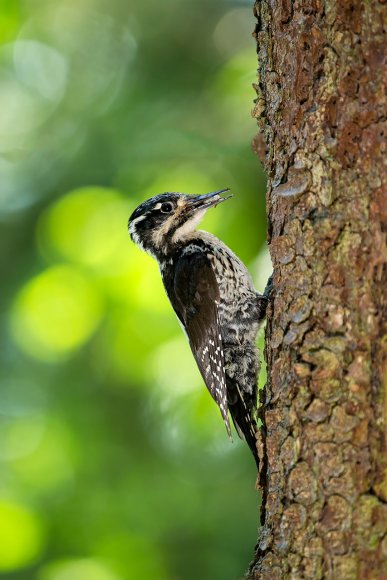 Picchio tridattilo - Three toad woodpecker (Picoides tridactylus)