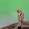 Torcicollo - Eurasian wryneck (Jynx torquilla)