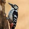 Picchio rosso mezzano - Middle spotted woodpecker (Leiopicus medius)