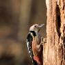 Picchio rosso mezzano - Middle spotted woodpecker (Leiopicus medius)