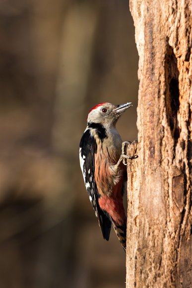 Picchio rosso mezzano - Middle spotted woodpecker (Leiopicus medius)