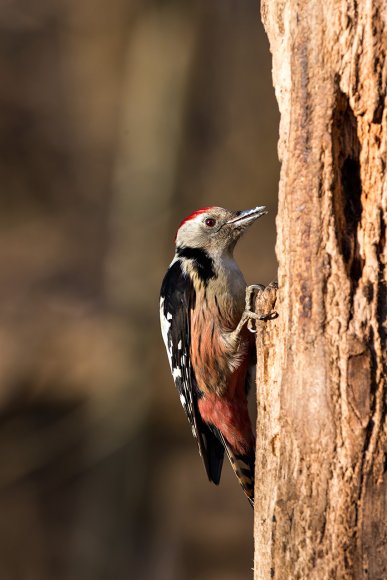 Picchio rosso mezzano - Middle spotted woodpecker (Leiopicus medius)